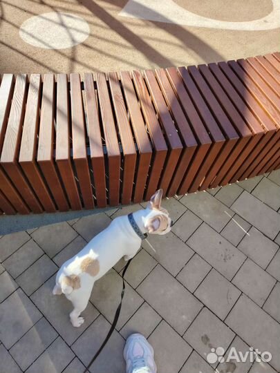 Французский бульдог