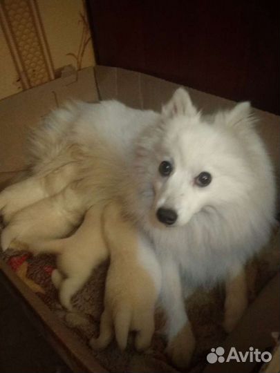 Японский шпиц