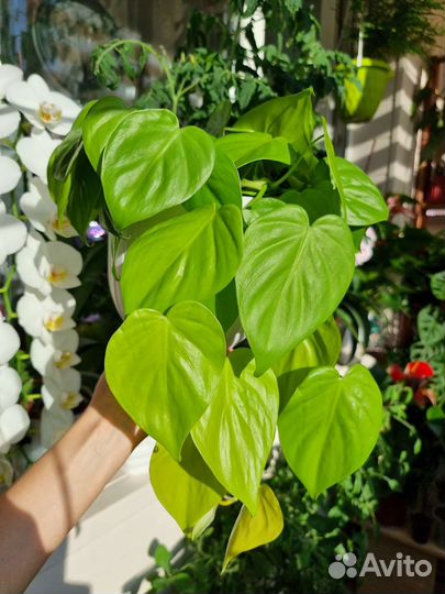 Филодендрон Лайм