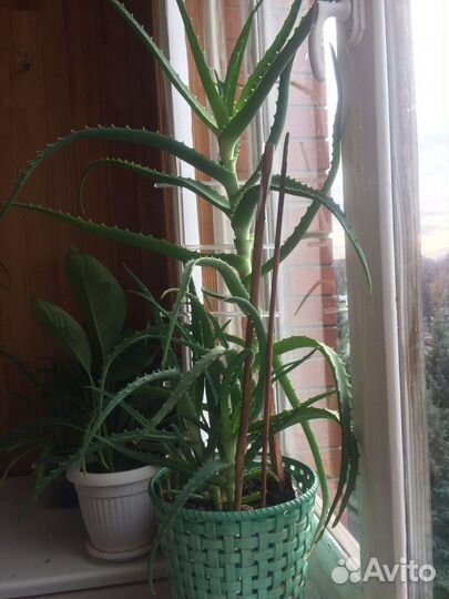 Алоэ лекарственное