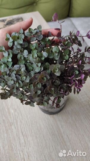 Каллизия ползучая