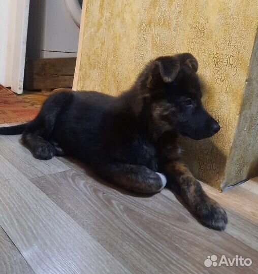 Щенок Жорик ищет дом