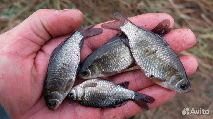 Продам живца карась золотистый (красный) дикий