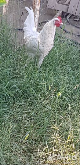 Молодые петушки