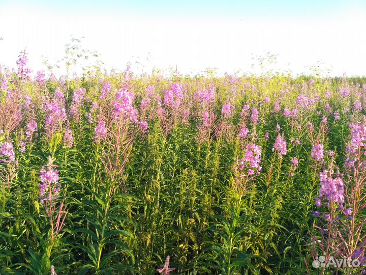 Иван-чай ферментированный (кипрей узколистный )