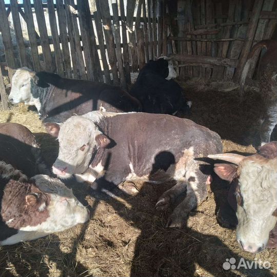 Быки и телки на мясо