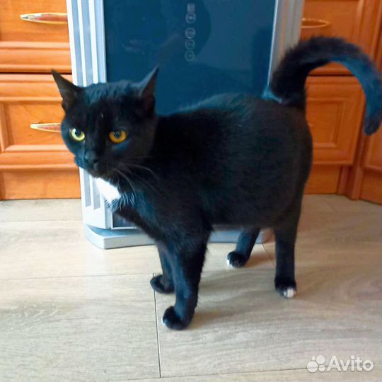 Кошка чёрная молодая