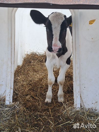 Телята бычки