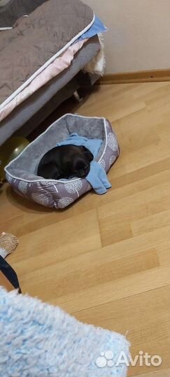 Лежак для собаки