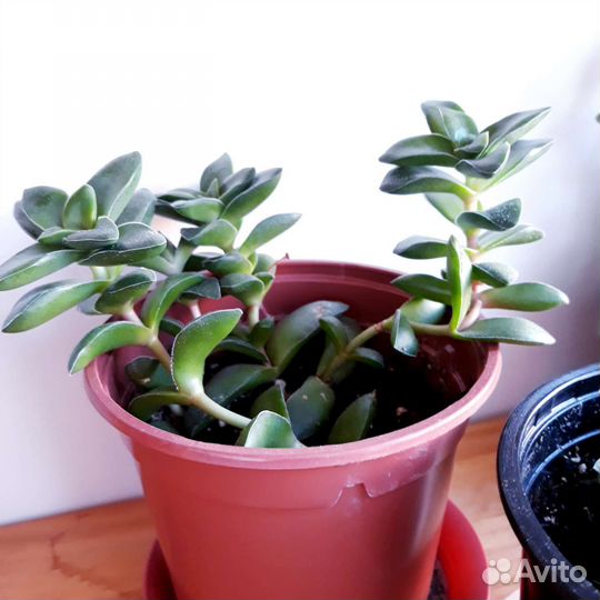 Суккуленты по 100