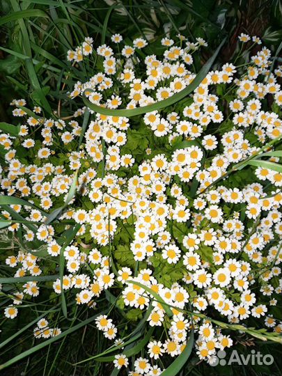 Пиретрум - ромашка