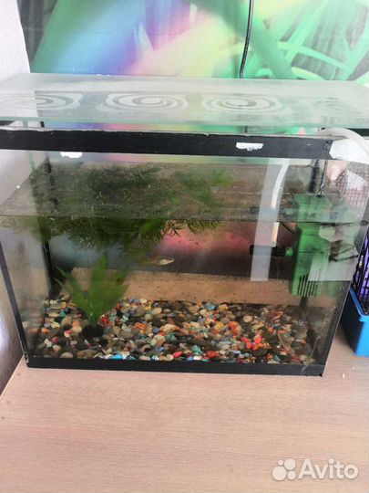 Аквариум