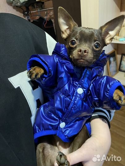 Той-терьер вязка