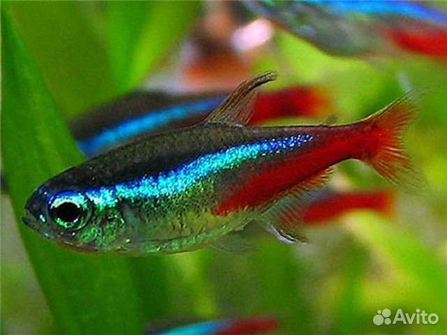 Есть новые рыбки