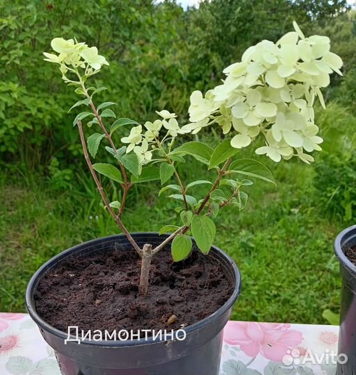 Гортензия метельчатая