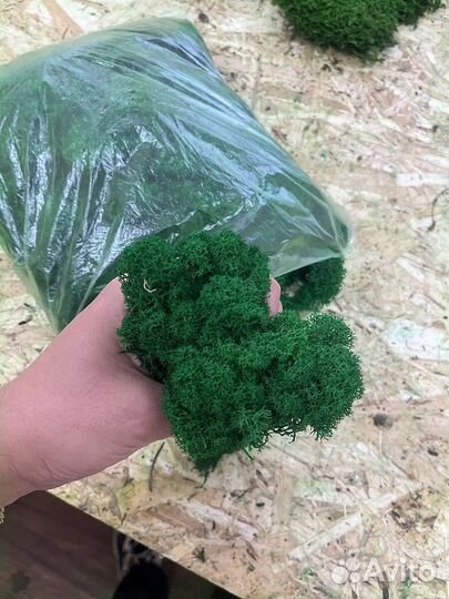 Мох ягель стабилизированный