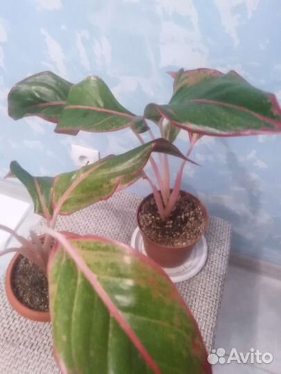 Аглаонема Крит