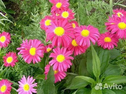 Ромашка иранская