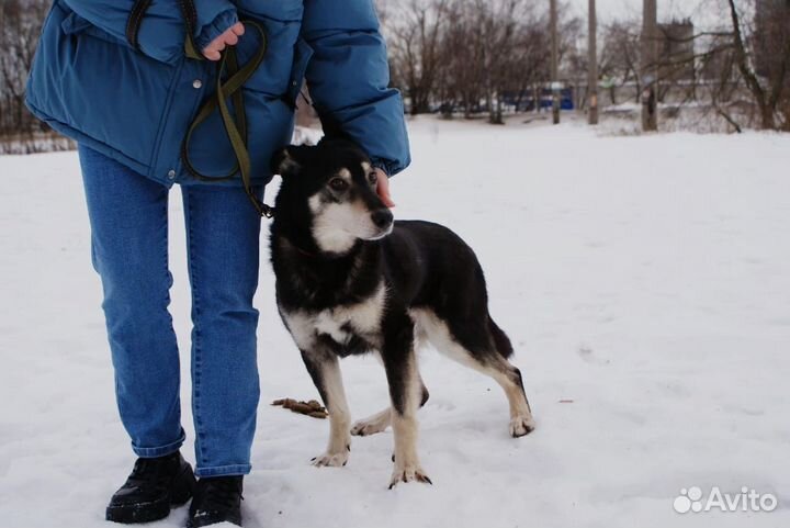 Собака в добрые руки