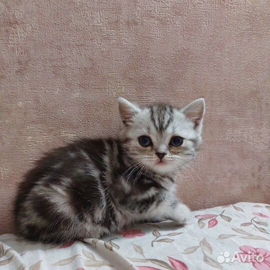 Шотландская кошка