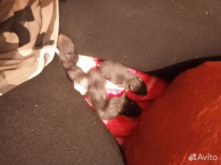 Домашние животные хомяки