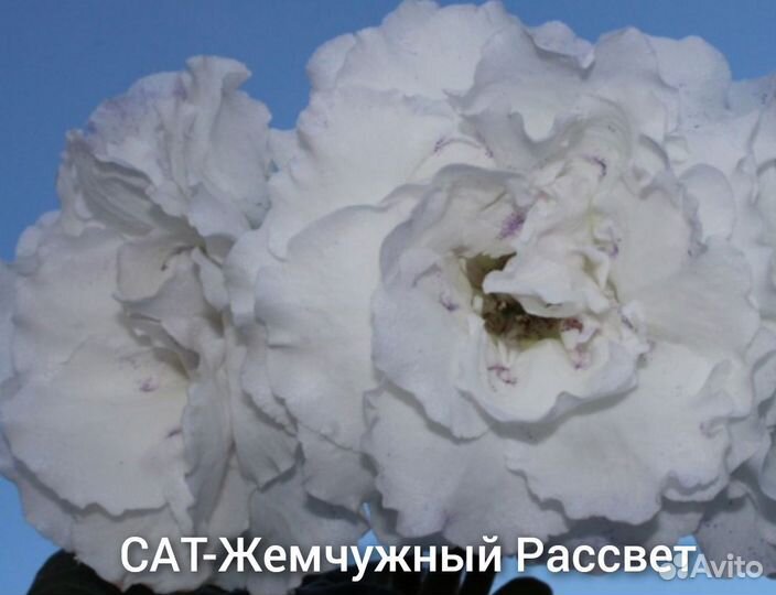 Сат-Глоксинии сортовые махровые Ч.2