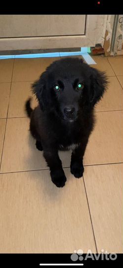 Мальчишка-Чижик