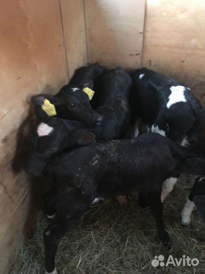 Бычки на откорм.помесние