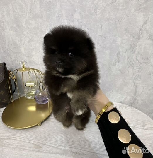 Померанский шпиц тип мишка микро