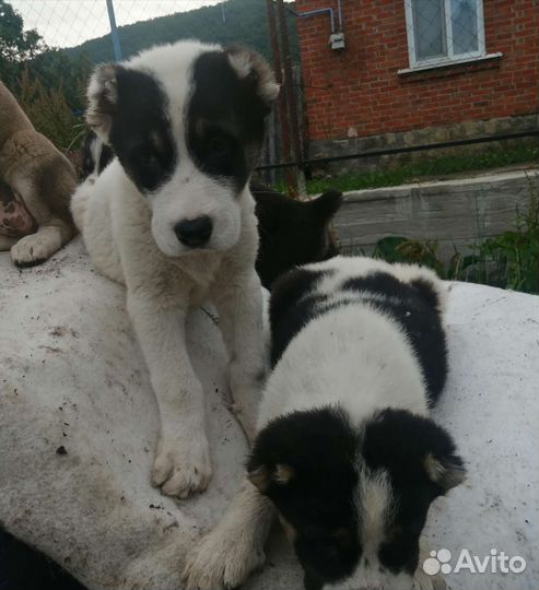 Среднеазиатская овчарка алабай щенки двухмесячные