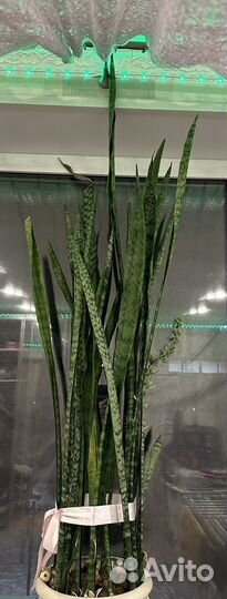 Сансевиерия