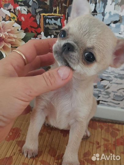 Крошка на ладошке