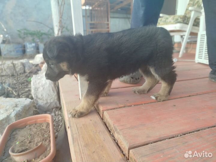 Щенок немецкой овчарки