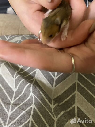 Сирийский хомяк бесплатно