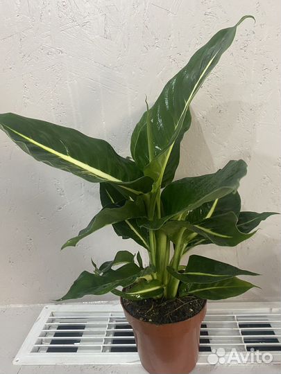 Комнатные растения