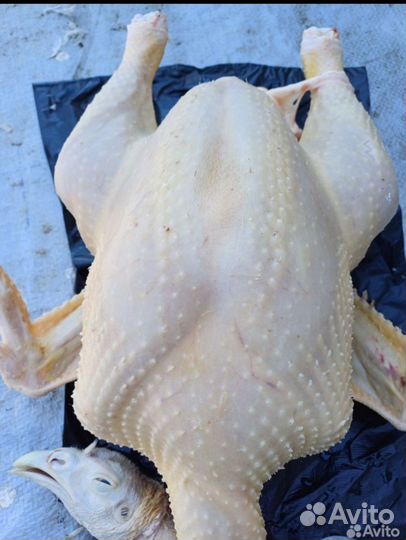 Индюки домашние