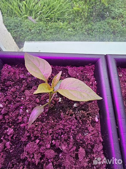 Рассада перца Хабанеро и Халапеньо