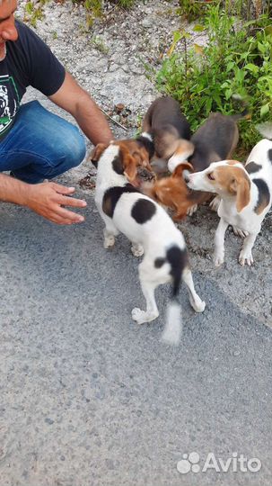 Собака в добрые руки