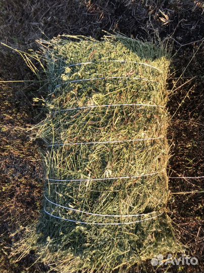 Сено люцерна и луговое