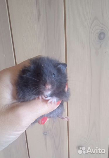 Сирийские ангорские хомяки, клетки, корм