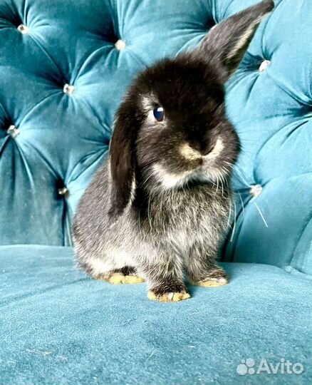 Декоративный вислоухий кролик минилоп