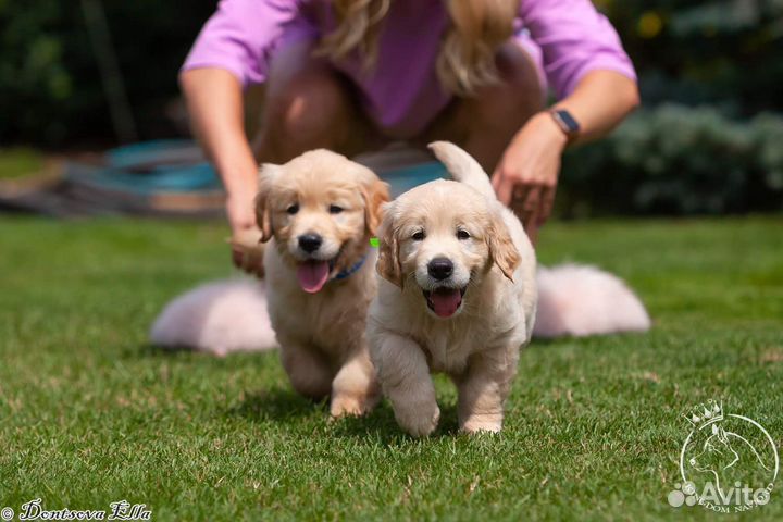 Щенки золотистого ретривера