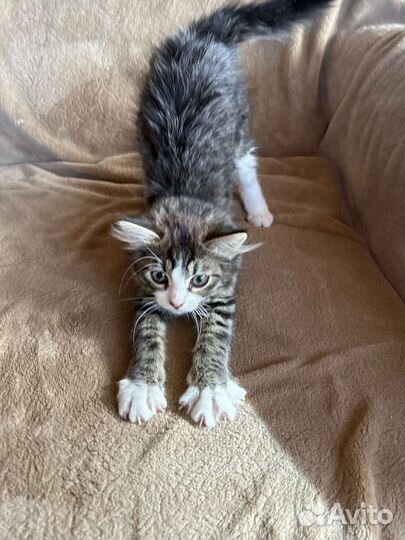 Котятам- красотулькам нужен дом. На передержке