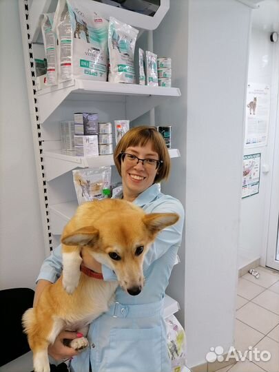 Ветеринарный врач на дом