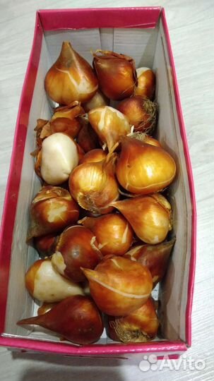 Луковицы тюльпанов