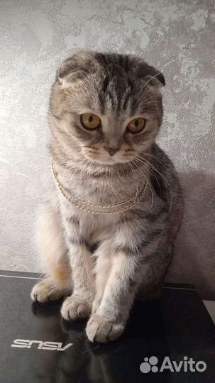 Кошка 1,5 года