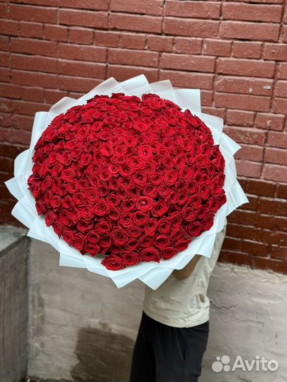 Роза 101 штук цветы букеты