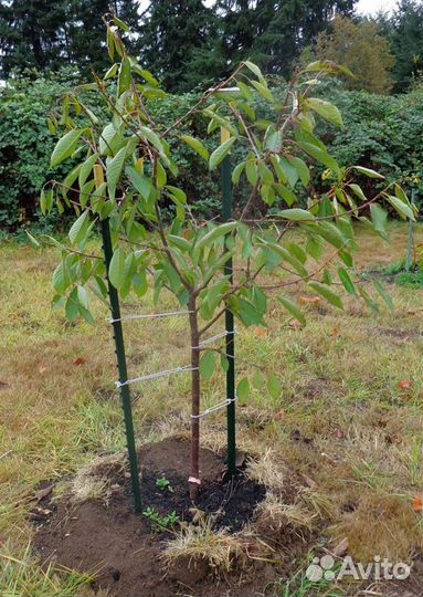 Крыжовник. Саженцы