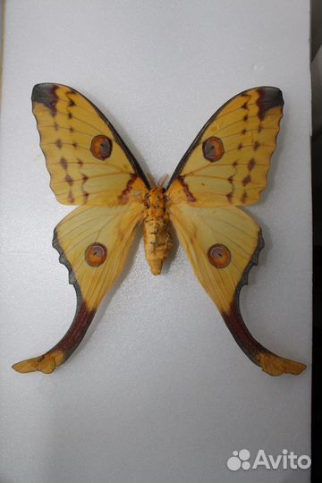 Бабочка Аргема / Argema mittrei -сувенир, подарок