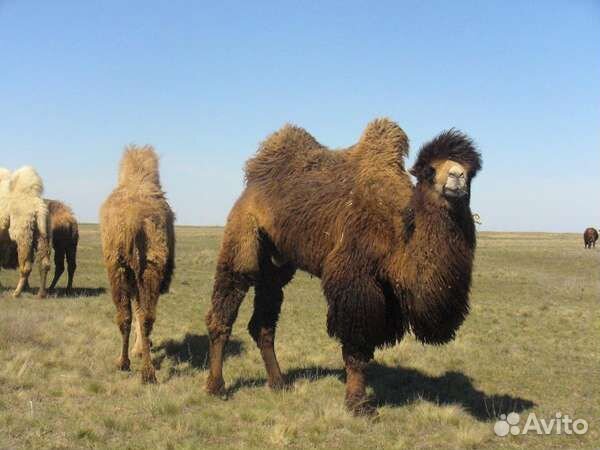 Верблюжье молоко, шубат, урина (моча)